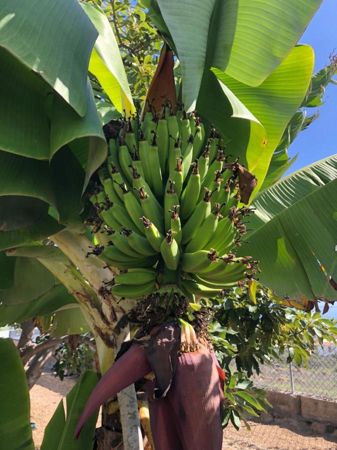 Afrikan Krisant Tenerife, Casa Rural Ecologica Арафо Экстерьер фото