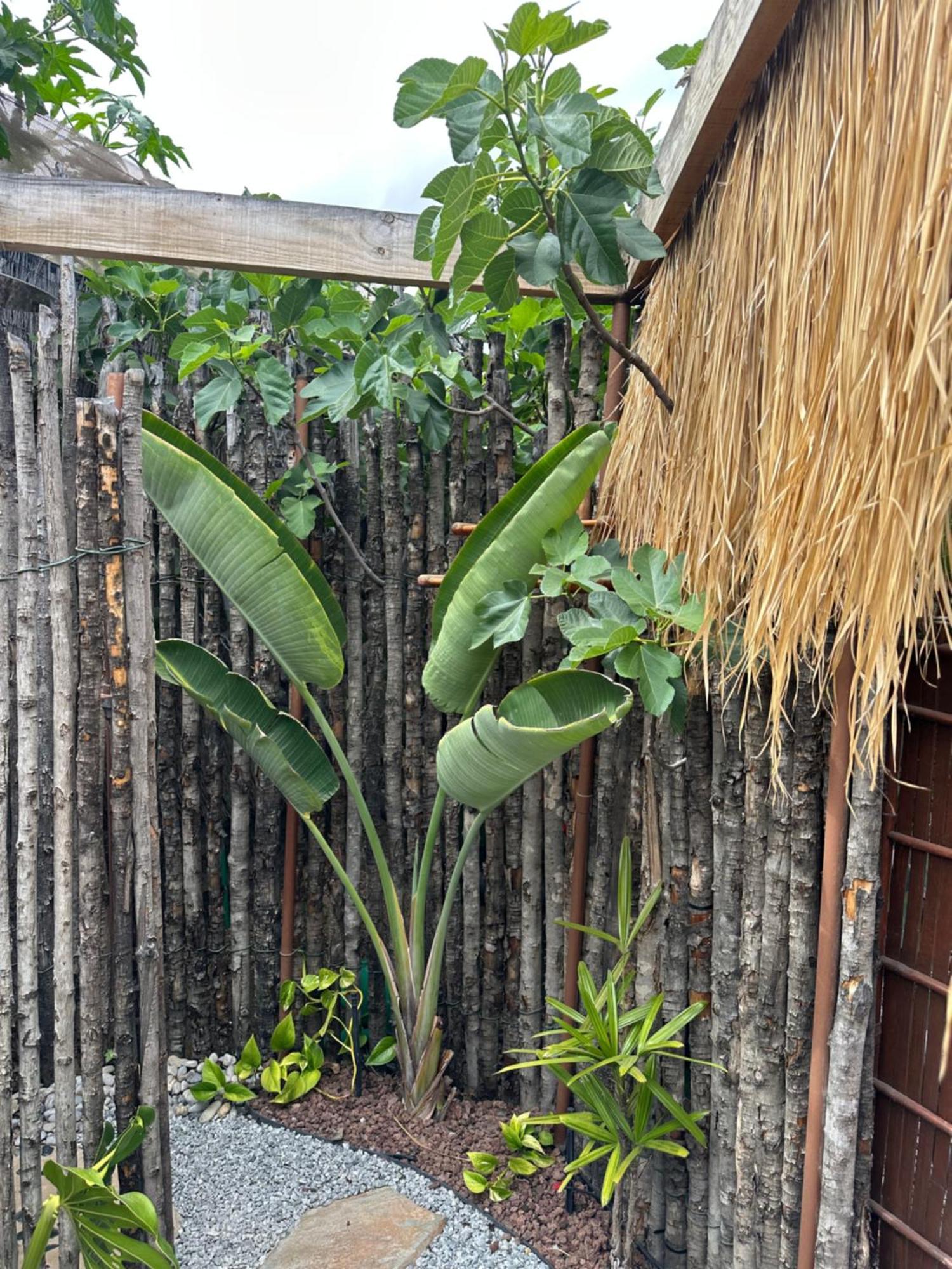 Afrikan Krisant Tenerife, Casa Rural Ecologica Арафо Экстерьер фото